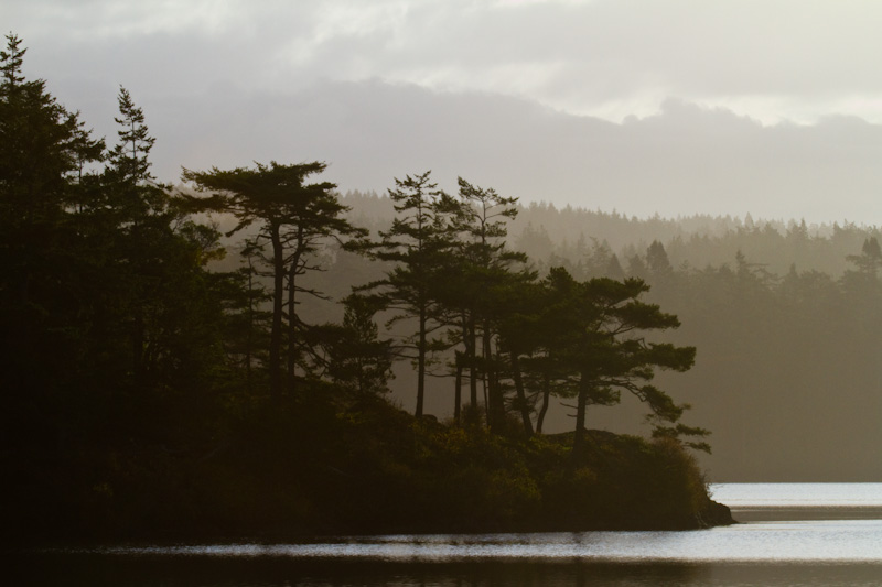 Forests Above Cranberry Lake